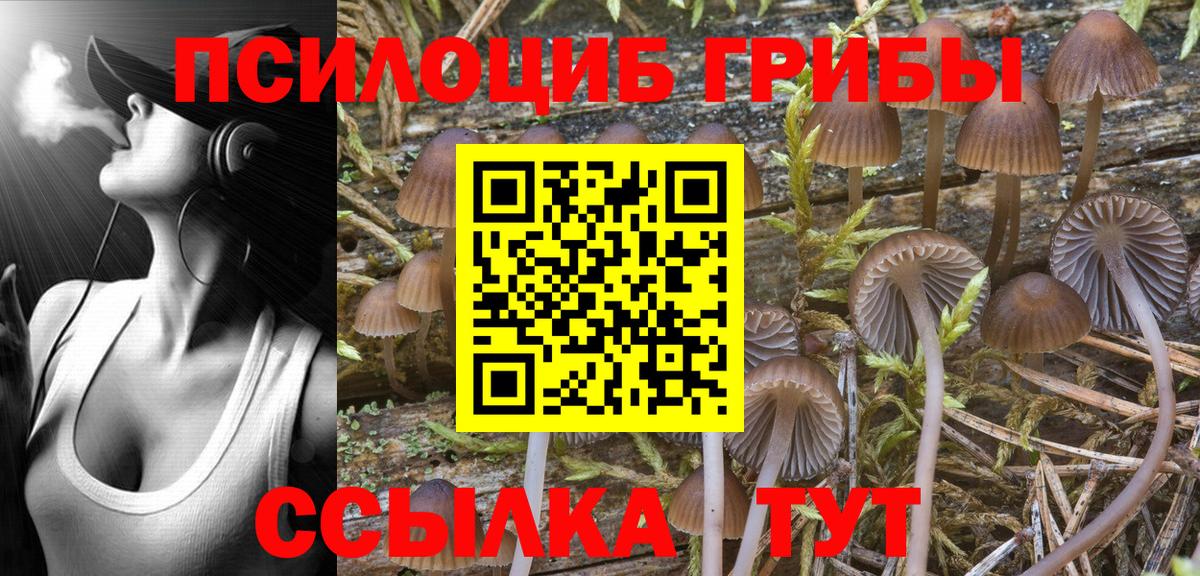 Заинск  Галлюциногенные грибы Psilocybine cubensis  Галлюциногенные грибы Psilocybine cubensis  Вход с VPN 